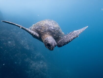Tortuga marina en las Islas Galápagos