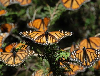 Mariposas monarca, viaje a michoacan, mariposas en mejico
