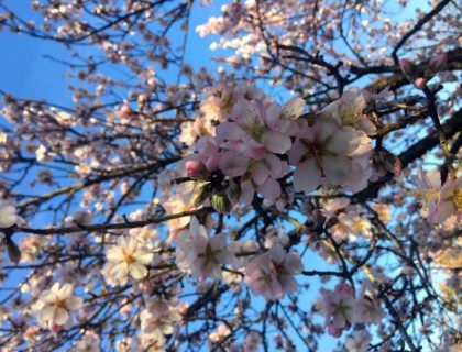 floracion almendros, quinta los molinos, madrid