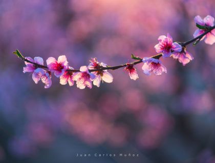 melocotoneros floracion, bajo segre, viaje lleida