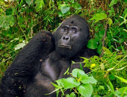 ver gorilas uganda, gorilas en africa