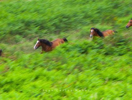 rapa das bestas, fiestas de verano en galicia