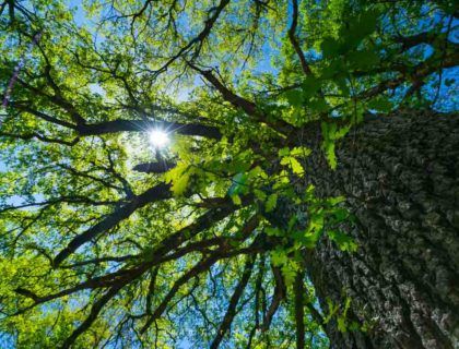 roble en valderredible