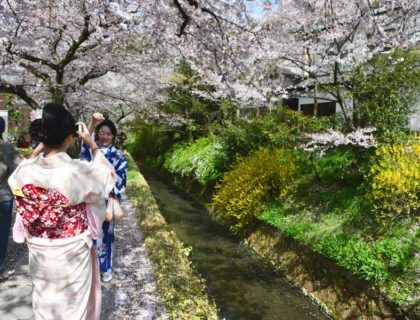 viajes a Japón, viaje a Kioto, cerezos en flor