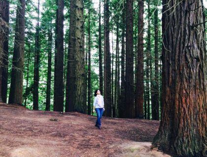 bosque de secuoyas, rutas originales de Cantabria