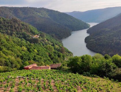 viticultura en ribeira sacra