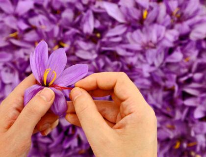 pistilos flor azafran