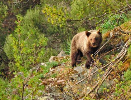 Oso pardo de Asturias en un parque natural