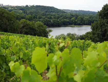 Los viñedos de Le Domaine des Génaudières se asoman al Loira.