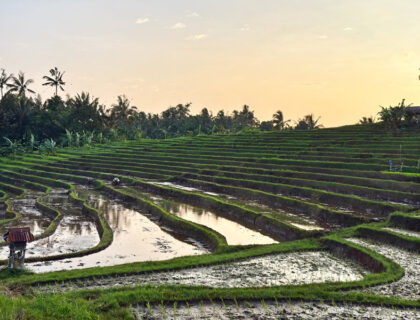 Arrozales en los alrededores de Bali Trees.