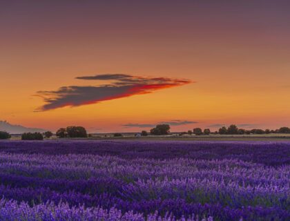 campos de lavanda de Caleruega.