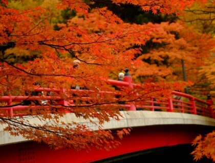 Momiji en Japón.